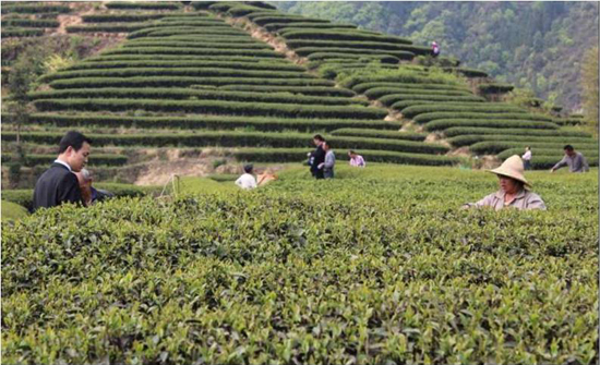 在中国这个茶文化的摇篮，福建为何享有茶乡的盛誉(图3)