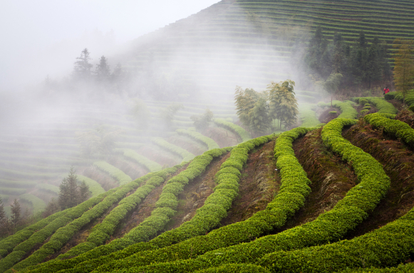 在中国这个茶文化的摇篮，福建为何享有茶乡的盛誉(图1)