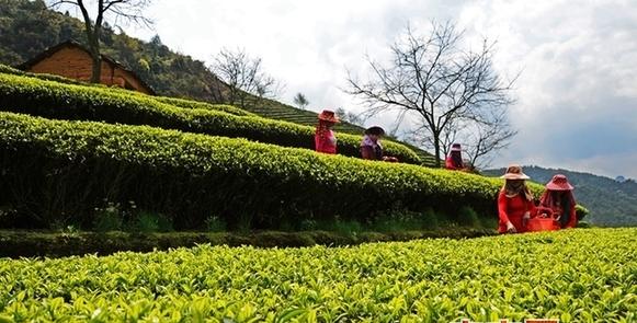 在中国这个茶文化的摇篮，福建为何享有茶乡的盛誉(图2)