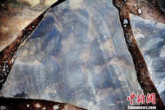 重庆酉阳发现疑似天然岩画(图1) 重庆酉阳发现疑似天然岩画(图1)