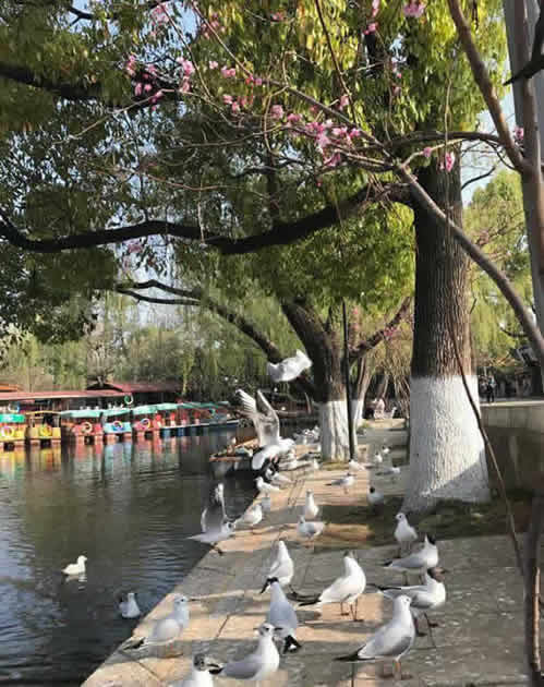 913636635438827286.jpg 無茶——首届云南普洱茶冲泡技法大赛总决赛春城落下帷幕(图2)