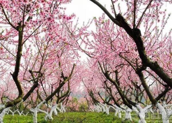 离成都仅2小时车程,这里竟藏着个小桃源!(图10) 离成都仅2小时车程,这里竟藏着个小桃源!(图10)