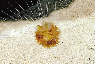 美科学家 发现蒲公英水母(图1)