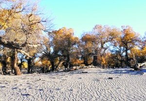 玩自驾 这些景观大道别错过(图2) 玩自驾 这些景观大道别错过(图2)