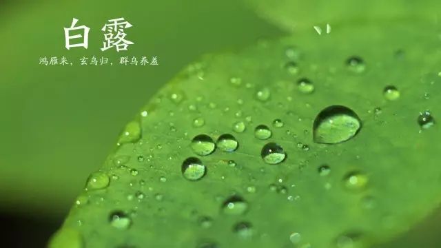 白露:秋夜长,殊未央,月明白露澄清光(图1) 白露:秋夜长,殊未央,月明白露澄清光(图1)