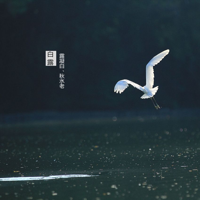 白露:秋夜长,殊未央,月明白露澄清光(图3) 白露:秋夜长,殊未央,月明白露澄清光(图3)