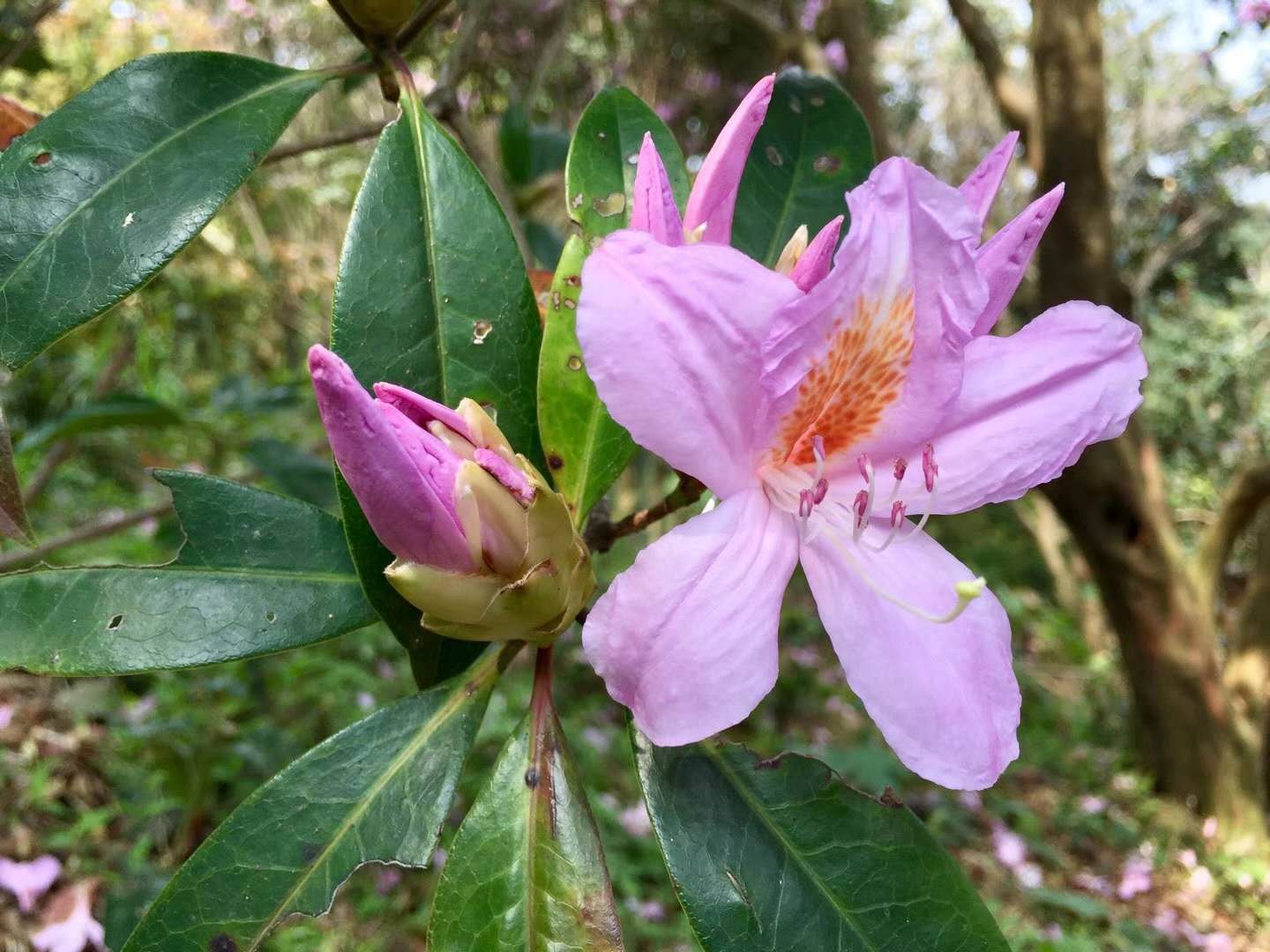 蒋开儒:梧桐山祝福(图3) 蒋开儒:梧桐山祝福(图3)