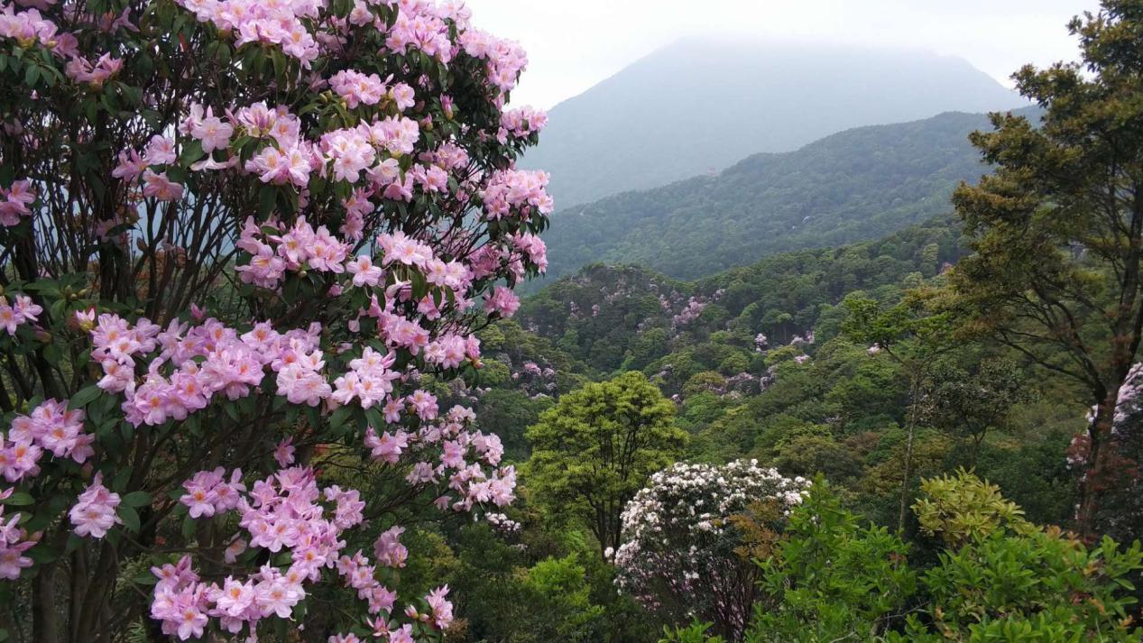 蒋开儒:梧桐山祝福(图4) 蒋开儒:梧桐山祝福(图4)