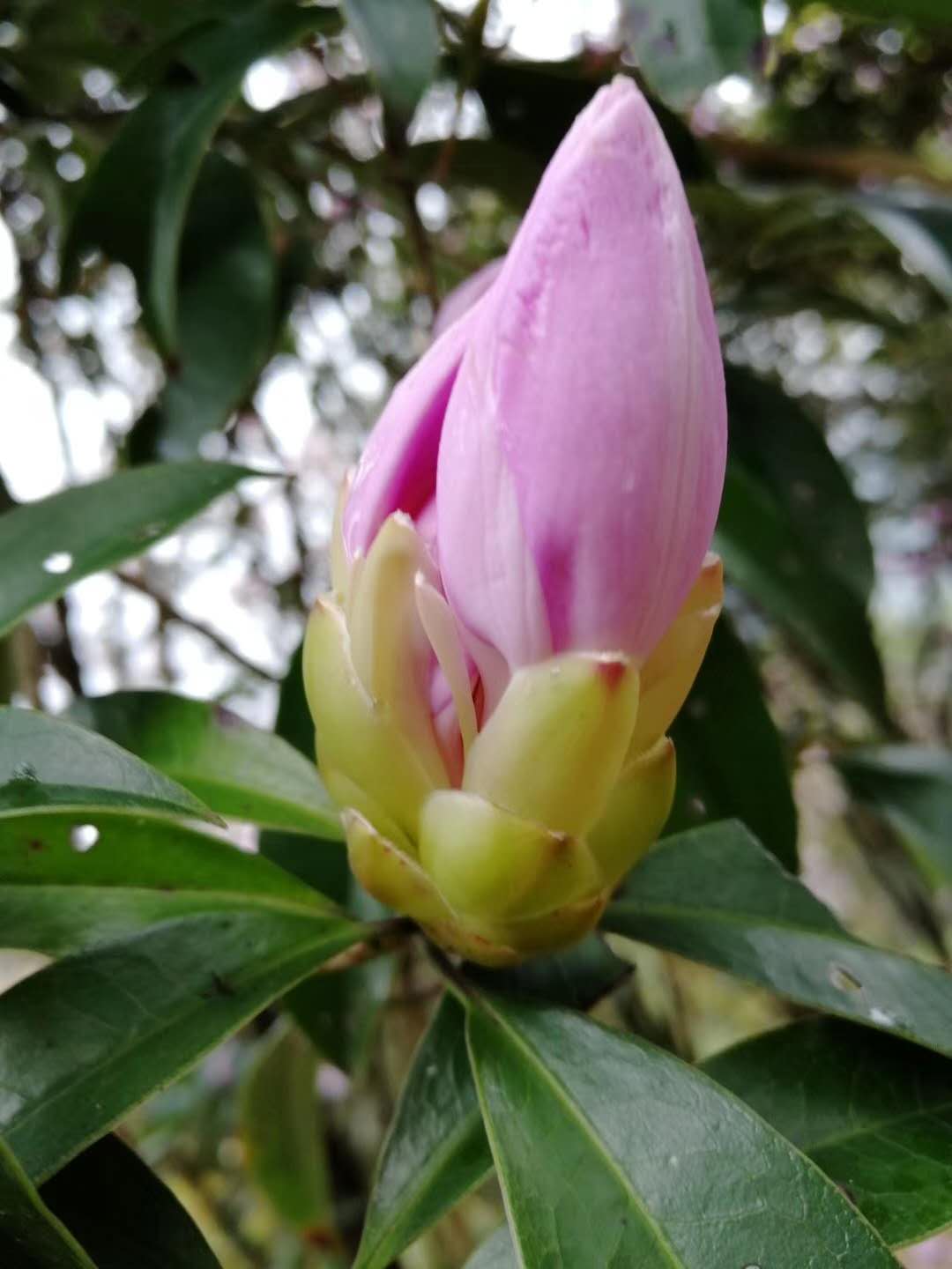 蒋开儒:梧桐山祝福(图2) 蒋开儒:梧桐山祝福(图2)