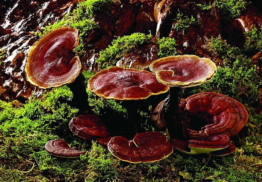 漫说灵芝(图1) 漫说灵芝(图1)