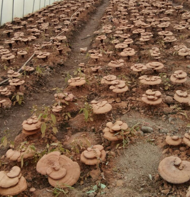 漫说灵芝(图2) 漫说灵芝(图2)