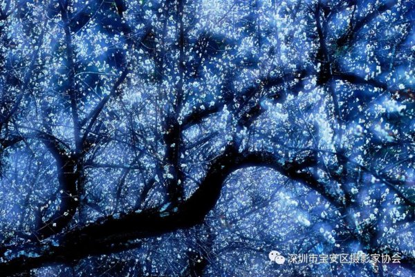 “鹏城赋彩·奋楫扬帆”《深圳宝安摄影12相》第五集主题摄影艺术展参展艺术家(图7) “鹏城赋彩·奋楫扬帆”《深圳宝安摄影12相》第五集主题摄影艺术展参展艺术家(图7)