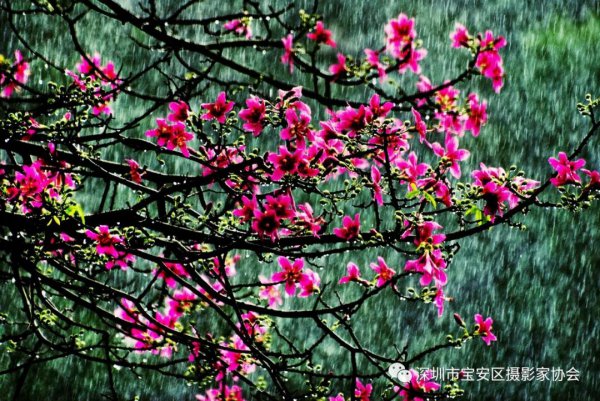 “鹏城赋彩·奋楫扬帆”《深圳宝安摄影12相》第五集主题摄影艺术展参展艺术家(图6) “鹏城赋彩·奋楫扬帆”《深圳宝安摄影12相》第五集主题摄影艺术展参展艺术家(图6)