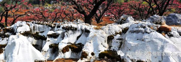 “鹏城赋彩·奋楫扬帆”《深圳宝安摄影12相》第五集主题摄影艺术展参展艺术家(图36) “鹏城赋彩·奋楫扬帆”《深圳宝安摄影12相》第五集主题摄影艺术展参展艺术家(图36)