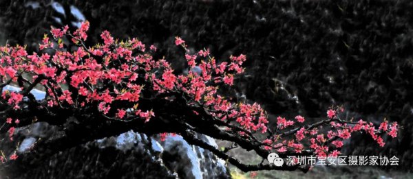 “鹏城赋彩·奋楫扬帆”《深圳宝安摄影12相》第五集主题摄影艺术展参展艺术家(图38) “鹏城赋彩·奋楫扬帆”《深圳宝安摄影12相》第五集主题摄影艺术展参展艺术家(图38)