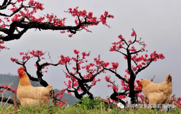 “鹏城赋彩·奋楫扬帆”《深圳宝安摄影12相》第五集主题摄影艺术展参展艺术家(图39) “鹏城赋彩·奋楫扬帆”《深圳宝安摄影12相》第五集主题摄影艺术展参展艺术家(图39)