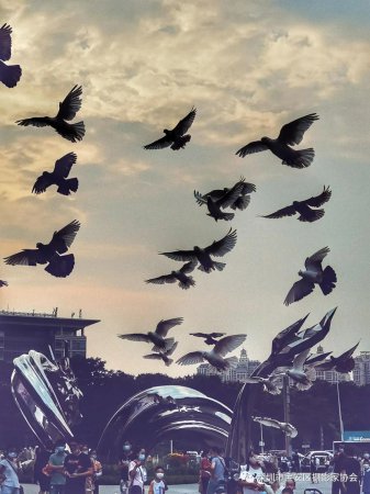 “鹏城赋彩·奋楫扬帆”《深圳宝安摄影12相》第五集主题摄影艺术展参展艺术家(图72) “鹏城赋彩·奋楫扬帆”《深圳宝安摄影12相》第五集主题摄影艺术展参展艺术家(图72)