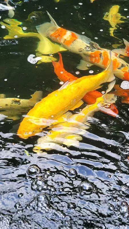 长乐宫景区鲤鱼池(图2) 长乐宫景区鲤鱼池(图2)