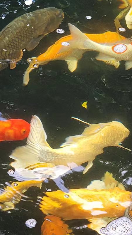 长乐宫景区鲤鱼池(图3) 长乐宫景区鲤鱼池(图3)