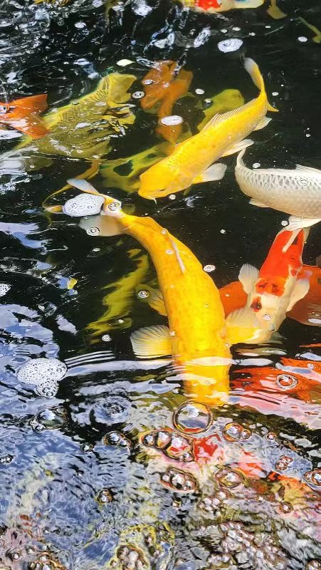 长乐宫景区鲤鱼池(图4) 长乐宫景区鲤鱼池(图4)