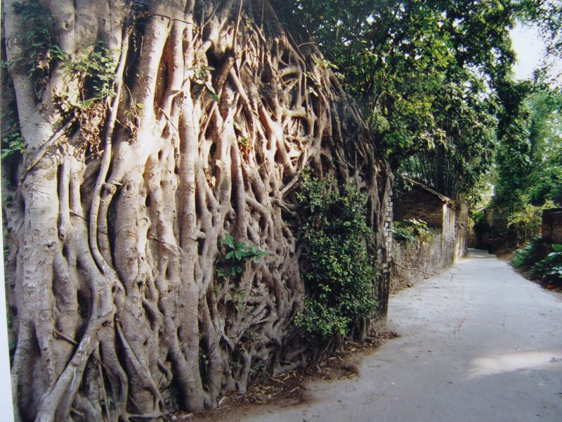 《沧海月明——东坑镇丁彭黄诗文集》问世刊行(图4)