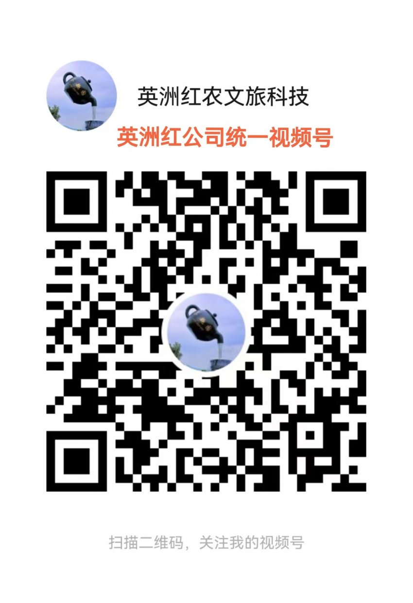 “九九重阳,茶香绵长——探访英德红茶世家,共话‘英州红’茶趣园传奇”(图10) “九九重阳,茶香绵长——探访英德红茶世家,共话‘英州红’茶趣园传奇”(图10)