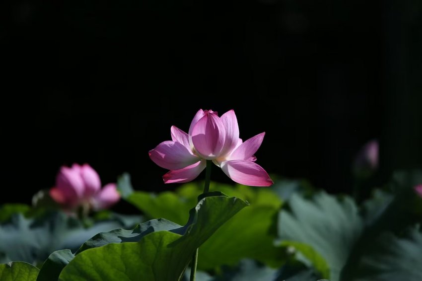 《情怀》诗集选读 荷花赞 (图2) 《情怀》诗集选读 荷花赞 (图2)