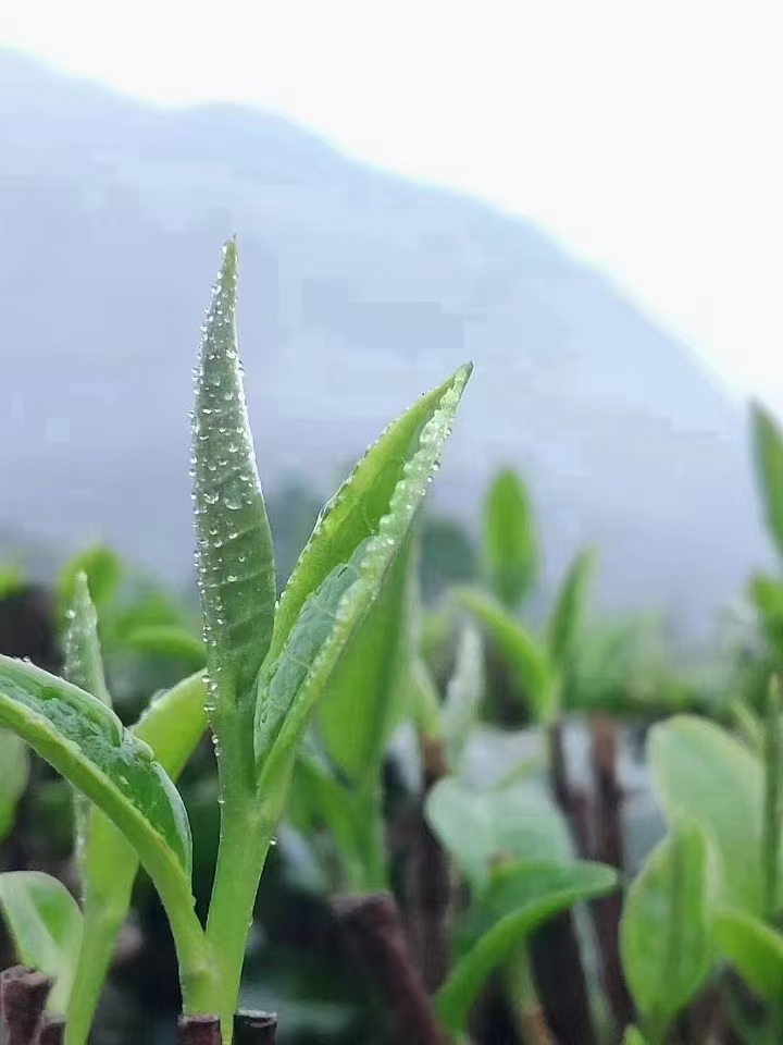 广东英洲红农文旅科技股份有限公司即将出品《如果相遇》歌曲(图4) 广东英洲红农文旅科技股份有限公司即将出品《如果相遇》歌曲(图4)