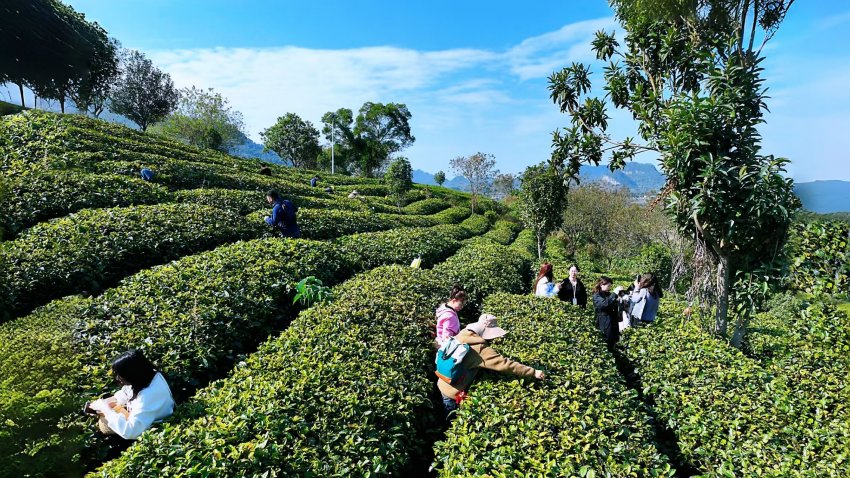 茶趣园景区惠民38元门票含自助餐白天吃到晚,初八客流量1168人次,八天来包括免票7万人次(图3) 茶趣园景区惠民38元门票含自助餐白天吃到晚,初八客流量1168人次,八天来包括免票7万人次(图3)