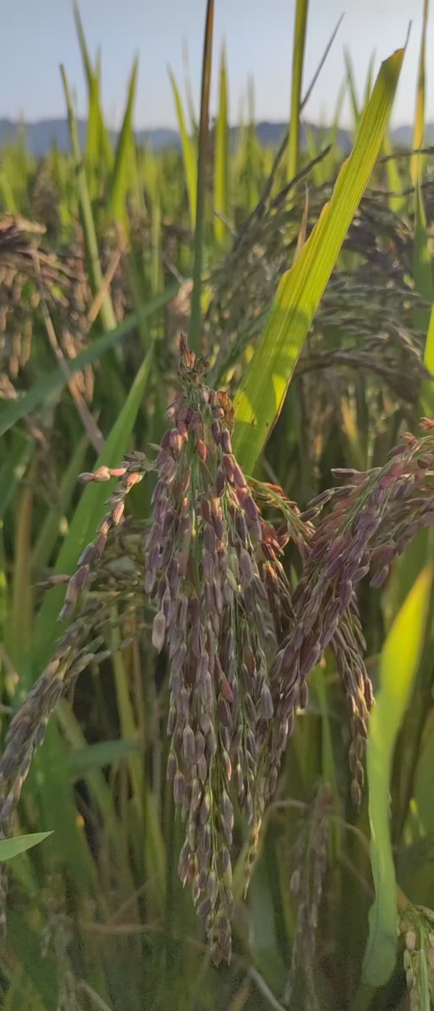 清远“潮佳三色抗糖糙米”入驻英德茶趣园 英洲红科技农业融合成果获瞩目(图3)