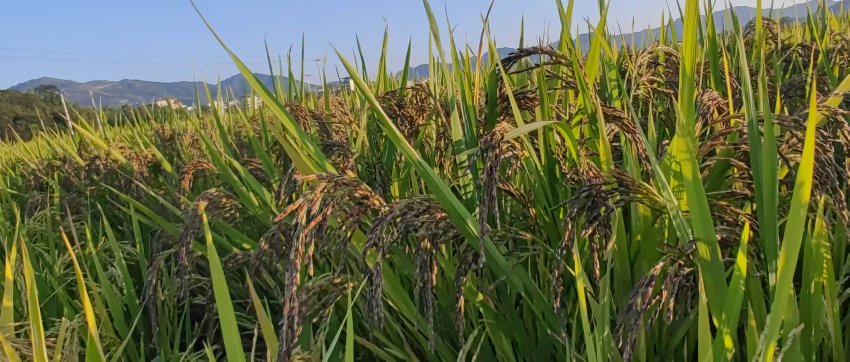 清远“潮佳三色抗糖糙米”入驻英德茶趣园 英洲红科技农业融合成果获瞩目(图4)