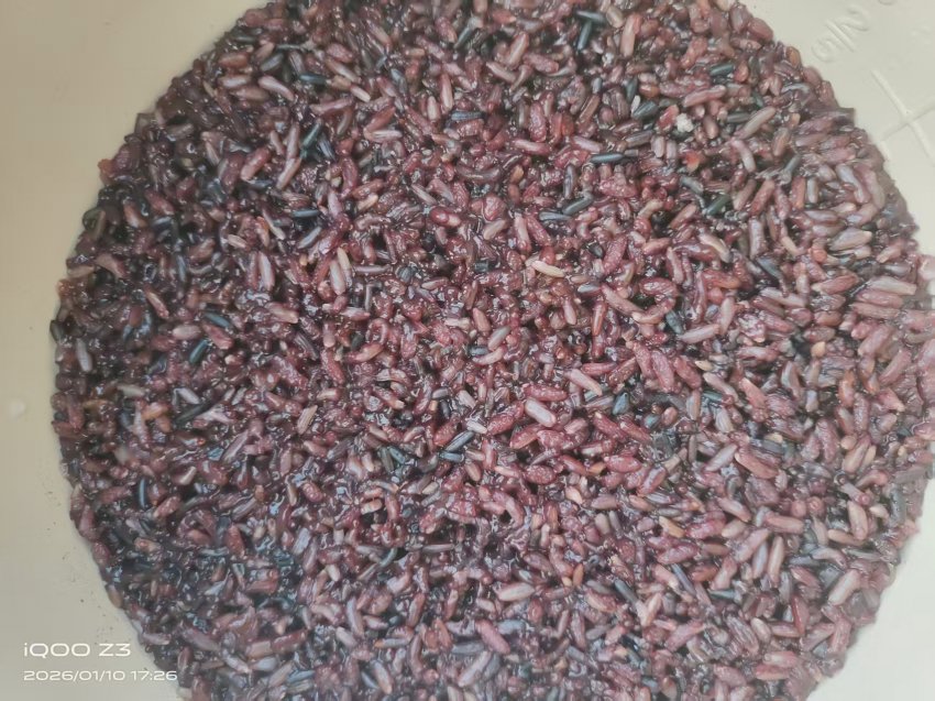 清远“潮佳三色抗糖糙米”入驻英德茶趣园 英洲红科技农业融合成果获瞩目(图5)