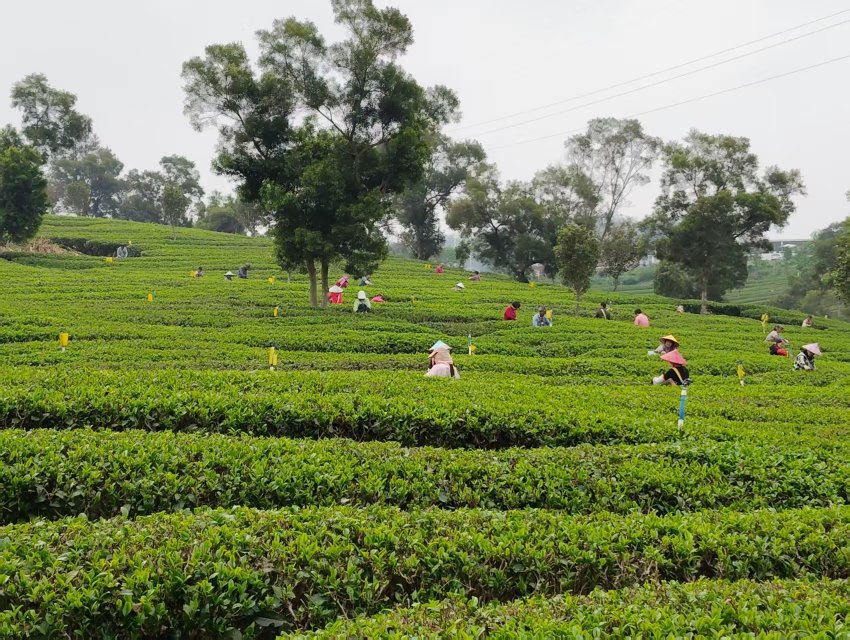 英洲红股份回顾过去：绘就农文旅融合新图景，谱写就业富民新篇章(图5)