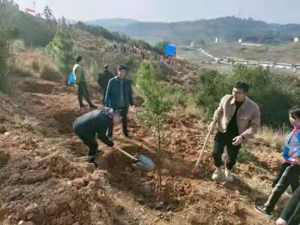 邵阳市北塔区人社局春节后上班第二天 义务植树倡新风(图2)